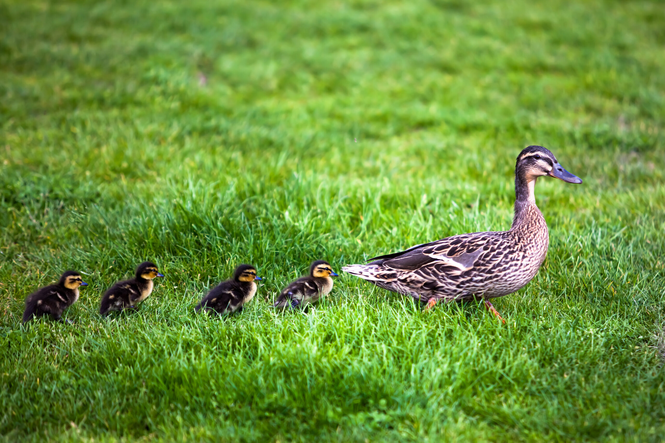 WorkGuru | Getting Your Ducks in a Row – Planning for a Business Systems Transformation
